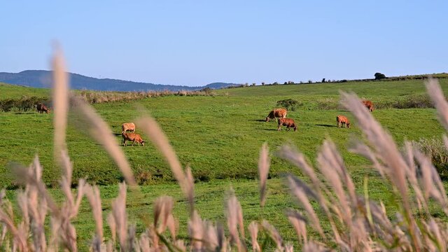 さわやか大草原・高原風景
朝陽の時刻「動物・あか牛」
Refreshing prairie / plateau scenery
Chaoyang time "Animal, red cow"
日本2021年撮影
Taken in 2021 in Japan
(九州・熊本県)阿蘇大観峰・ミルクロード
(Kyushu / Kumamoto) Aso Daikanbo / Milk Road