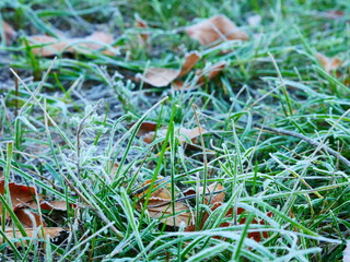 First frosts of frost on the tips of yellow autumn leaves and green grass along the sidewalk. Cold...