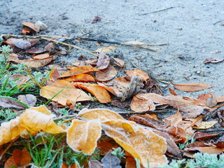 First frosts of frost on the tips of yellow autumn leaves and green grass along the sidewalk. Cold autumn.