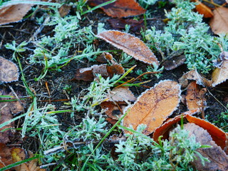 The first frosts of frost on the tips of yellow autumn leaves and green grass. Cold autumn.