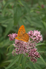 butterfly on flower,insect, flower, nature, summer, garden, animal, beauty, fly,color, orange, wildlife,