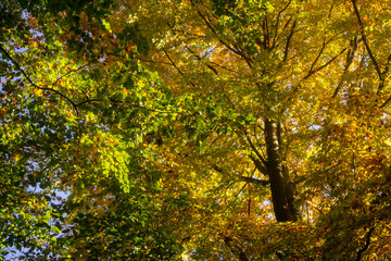 beautiful autumn light