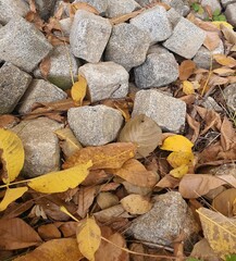 A stone or cube surrounded by autumn colors and leaves