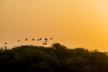Birds flying in formation in the sky