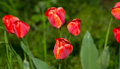 Obraz premium A flower bed with red tulips. Flowering of cultivated plants.