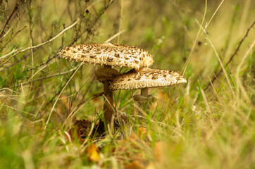 Fototapeta na wymiar Two large parasol mushroom (Macrolepiota procera)