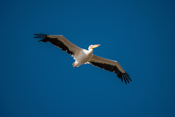 Fototapeta na wymiar White Pelican flying in the blue sky on an early autumn morning near Dor Beach, Israel. 