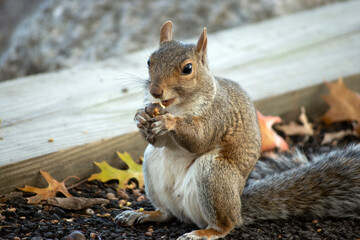 squirrel eating acorn