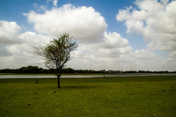 Flock of Flamingos at Thol lake