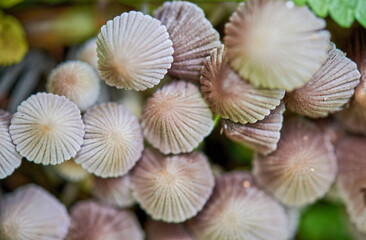 A group of inedible mushrooms among the green leaves and tree stump. Magic mushrooms - psilocybe, natural color.