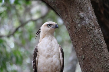 Sri Lankan animals