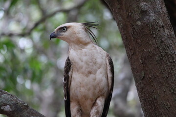Sri Lankan animals