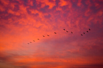Birds flying in formation in the sky