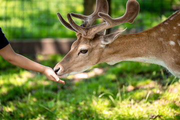 Child feeds fallow deer by hand