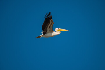 White Pelican flying in the blue sky on an early autumn morning near Dor Beach, Israel.