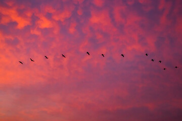 Birds flying in formation in the sky