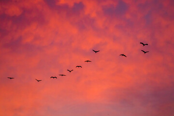 Birds flying in formation in the sky