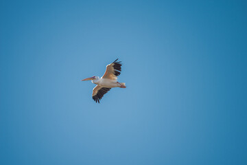White Pelican flying in the blue sky on an early autumn morning near Dor Beach, Israel.