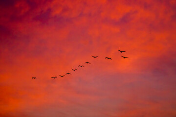 Birds flying in formation in the sky