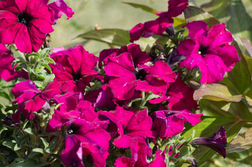 Pink Petunias in a Pot