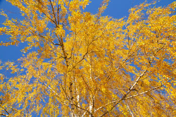 birch branches with yellow autumn leaves on a blue sky background