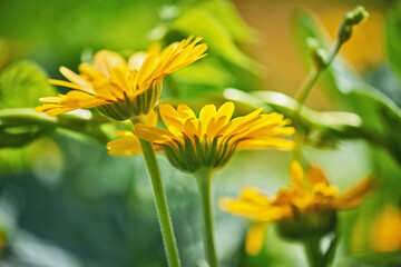 Fototapeta premium Pot Marigold (Calendula officinalis) on blur background. Orange flowering medicinal plant of the family Asteraceae.