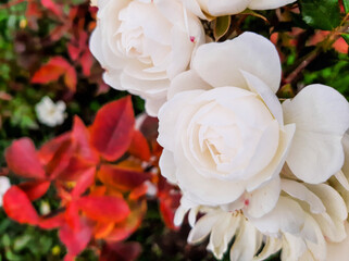 white roses in autumn
