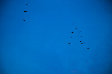 Birds flying in formation in the sky