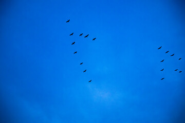 Birds flying in formation in the sky