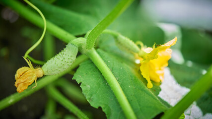 Young fresh cucumber grown in open ground. Fruit is ripening on the vine. Ovary and flower on the green leaf, close-up. Crop in the rural garden. Working with plants, growing organic vegetables.