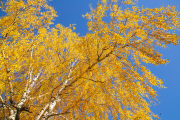birch branches with yellow autumn leaves on a blue sky background