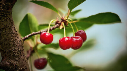 Ripe red cherry berries and green foliage on tree branches, in sunlight, close-up photography