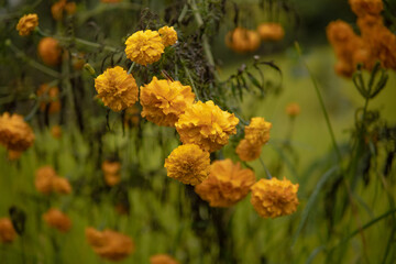 Marigold for Tihar