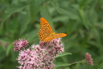 butterfly on flower,plant, wildlife, beauty, orange, beautiful, beauty, orange, colorful, wildlife, 