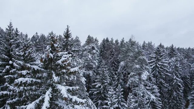 Aearial revealing flight over fir trees covered in snow in winter