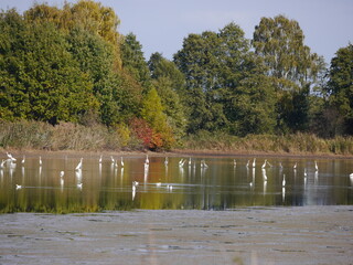 białe ptactwo nad stawem w jesiennym krajobrazie