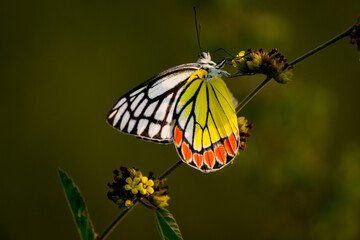 Delias eucharis, the common Jezebel, is a medium-sized pierid butterfly found in many areas of south and southeast Asia, especially in the non-arid regions of India, Sri Lanka, Indonesia, Myanmar and 