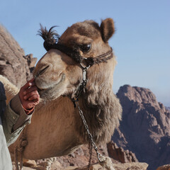 portrait of a camel