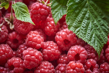 Background of ripe red raspberries with a branch and green leaves on top. Close up, top view. Harvest concept.