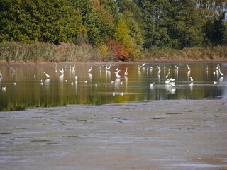 białe ptactwo nad stawem w jesiennym krajobrazie