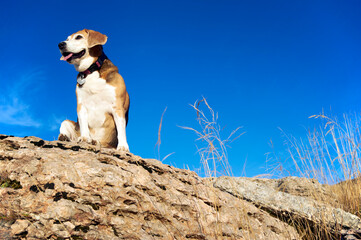 old beagle dog sitting on the rocks