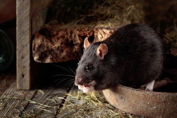 Rat in an old wooden barn.
