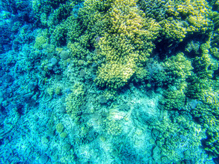 Great coral reefs at Red Sea during sunny summer day.