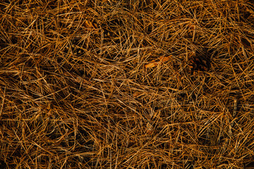 Pine needles on forest floor, forest background