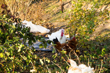 White turkeys graze on green grass