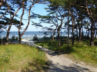 Pine forest and path to the beach on the island of Ruegen, Mecklenburg-Western Pomerania, Germany