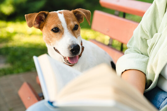 Cropped shot of a little cute small dog jack russell terrier walking playing sitting with owner woman while woman reading book, preparing for exam lesson in park. Pet care concept