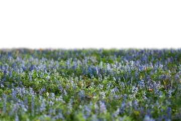 Grass and purple spring flowers isolated on white