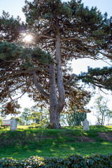 Old twisted tree next to a pair of mock Headstones in Salem Massachusetts