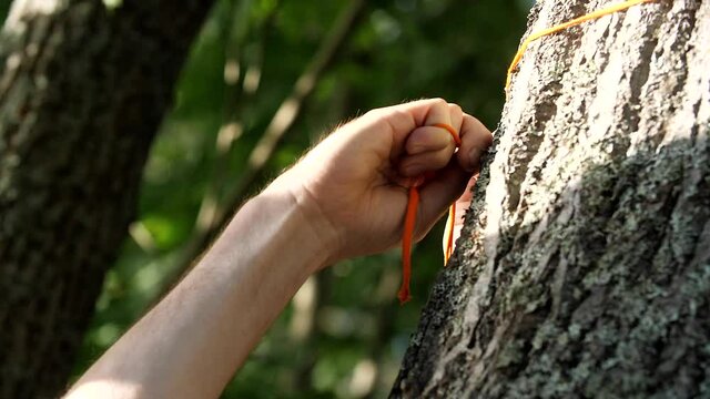 Tourist's hands tie a thin orange rope around the tree. 